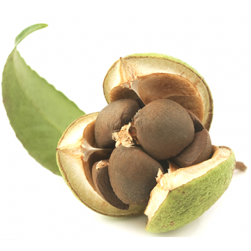 Canellia seed olie - Hudpleje primavera - GodKarmaShop